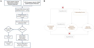 Association of inflammatory cytokines with type 2 diabetes mellitus and diabetic nephropathy: a bidirectional Mendelian randomization study